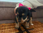 Puppy