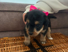 puppy