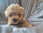 puppy