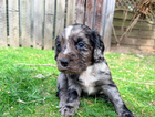 puppy