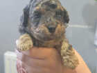 Puppy
