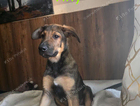 puppy