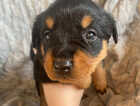 Puppy