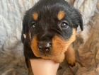 puppy