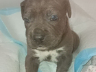 puppy