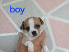 Puppy
