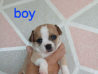 puppy