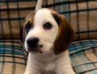 puppy