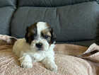 Puppy
