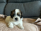 puppy