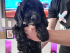 puppy