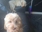 puppy