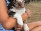 Working Cocker Spaniels
