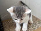 Kitten