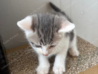 kitten