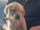 puppy