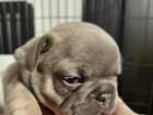 Puppy