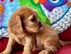 puppy