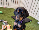 puppy