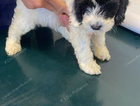 puppy