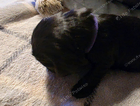 puppy purple collar