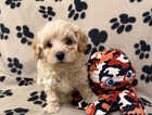 Puppy