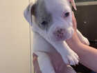 Puppy