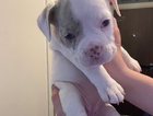 puppy