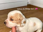 Puppy