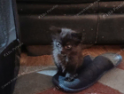 kitten