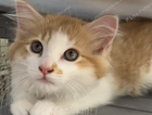 kitten