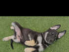 Puppy