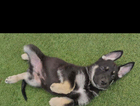 puppy