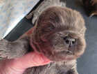 Puppy
