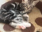 Kitten