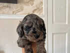 Puppy