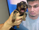 Puppy