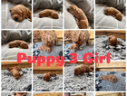puppy