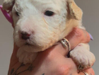 turquoise puppy