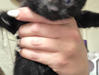 Kittens