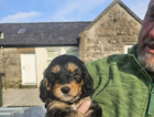puppy
