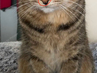 MISSING Short haired female tabby cat