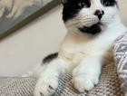 Lost cat in Alton Hampshire