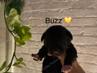 buzz