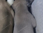 puppy