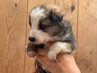 Puppy