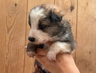 puppy