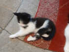 Kitten