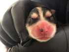 puppy