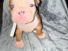 Puppy